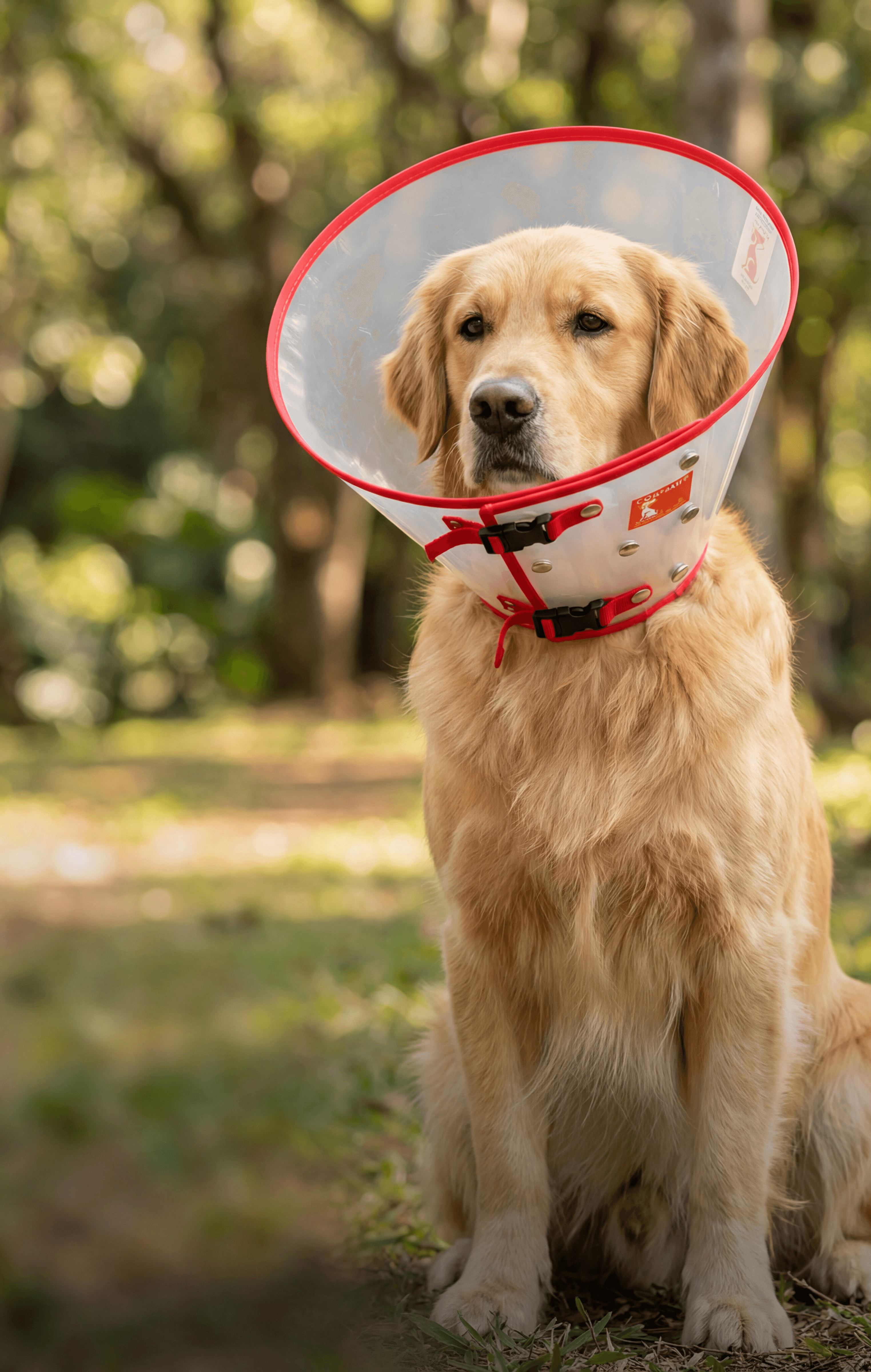 Perro con collar isabelino de Fartivet